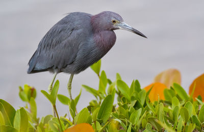 Blue heron