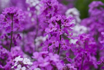 Close-up of pink flowers