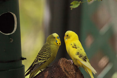 Courting budgerigar parakeet birds melopsittacus undulatus offer each other seed.