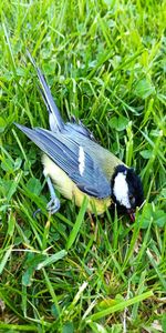 High angle view of bird on grass