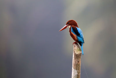 The kingfisher is watching