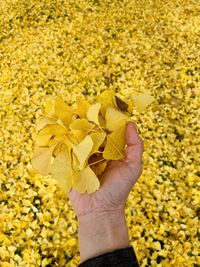 Cropped hand of woman holding yellow flower