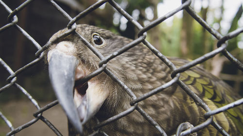 Close-up of kea in cage