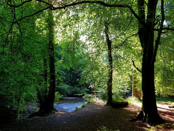 Trees in forest