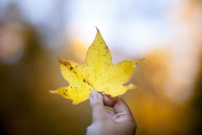 Close-up of hand holding maple leaves