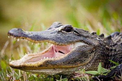 Close-up side view of alligator