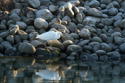 Stones in a lake