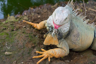 Close-up of lizard on rock