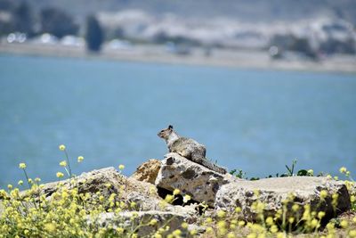 Bird sitting on rock by sea