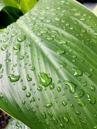 Close-up of raindrops on wet leaf