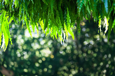 Close-up of wet leaves