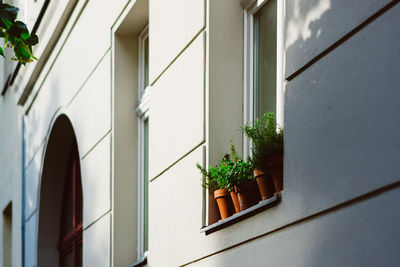 Low angle view of potted plant at window