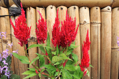 Close-up of red decorations hanging on wood