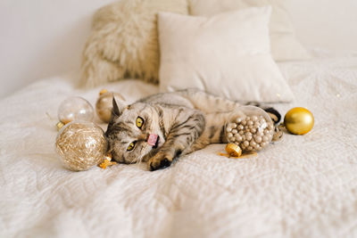 A cat of the scottish straight cat breed sits on a bed. good new year spirit.