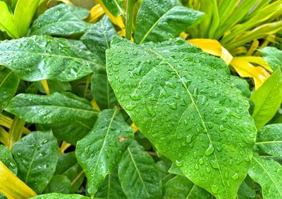 Close-up of raindrops on leaves
