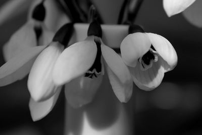 Close-up of white flowers blooming outdoors