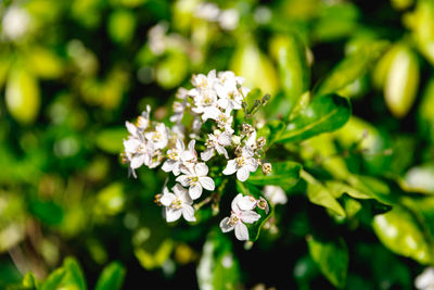 Close-up of white flowering plant