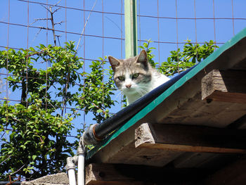 Low angle view of cat on window