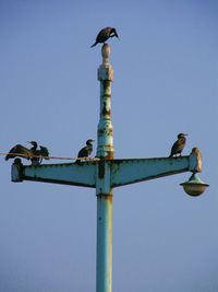 Low angle view of birds on pole against clear blue sky