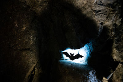 Close-up of two cats in cave