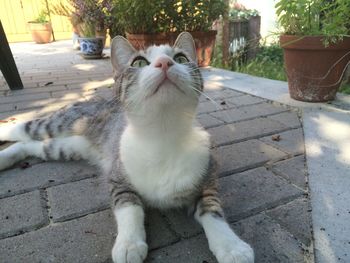 Close-up portrait of cat sitting outdoors