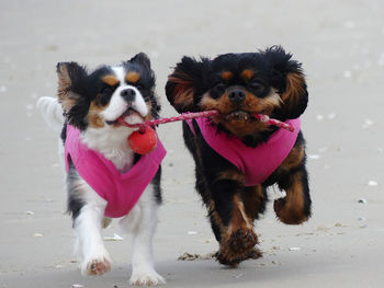 Portrait of two dogs