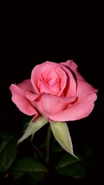 Close-up of pink rose against black background