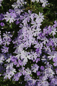 High angle view of purple flowering plants