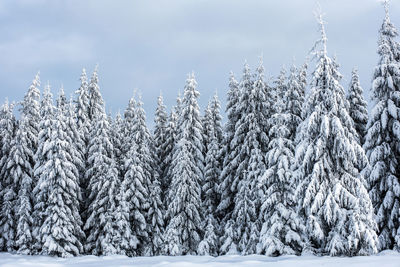 Snow covered pine trees in forest against cloudy sky