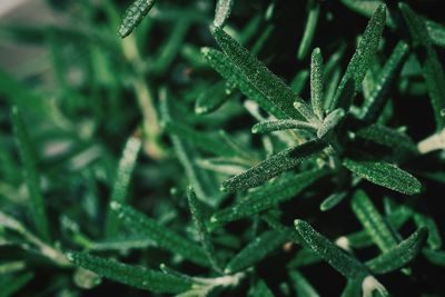 Close-up of wet plant