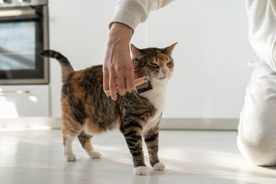 Closeup of female combing fur cat with brush on the floor. cat lovers, grooming, combing wool