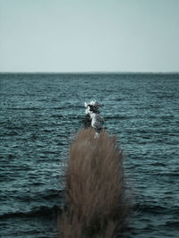 Dog looking at sea against clear sky