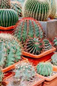 High angle view of succulent plants