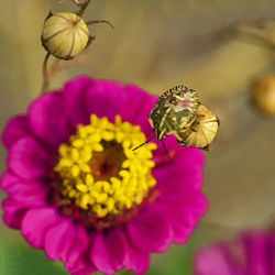 Close-up of butterfly pollinating on purple flower