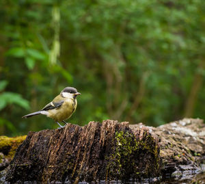 Close-up of great tit perching on tree