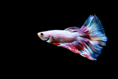 Close-up of fish swimming in sea