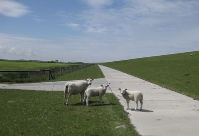 Horses in a field