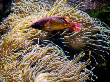 Close-up of fish swimming in sea