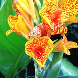 Close-up of orange flower