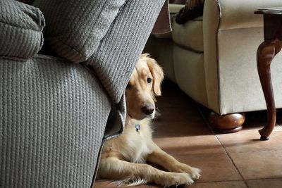 Dog relaxing behind sofa at home