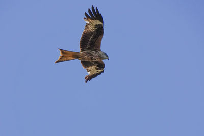 Low angle view of eagle flying in sky