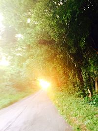 Sun shining through trees