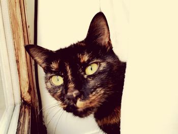 Close-up portrait of a cat
