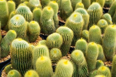 Full frame shot of plants