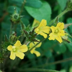 Close-up of yellow flowering plant