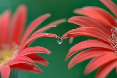 Close-up of red flowering plant