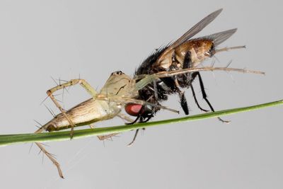 Close-up of insect