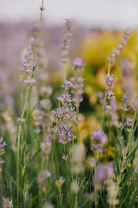 Close-up of lavender blooming on field