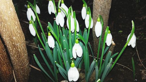 Close-up of plants