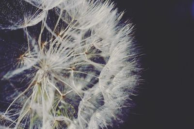 Close-up of dandelion against black background